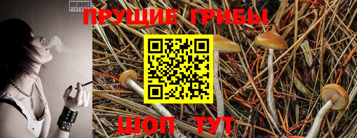 Чернушка  Псилоцибиновые грибы MAGIC MUSHROOMS  Вход с VPN  Псилоцибиновые грибы мухоморы 